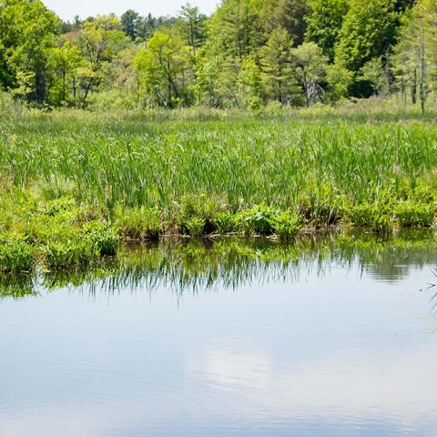 Vegetation growing on lake
