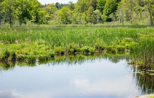 Vegetation growing on lake