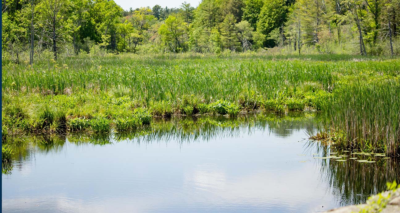 Vegetation growing on lake