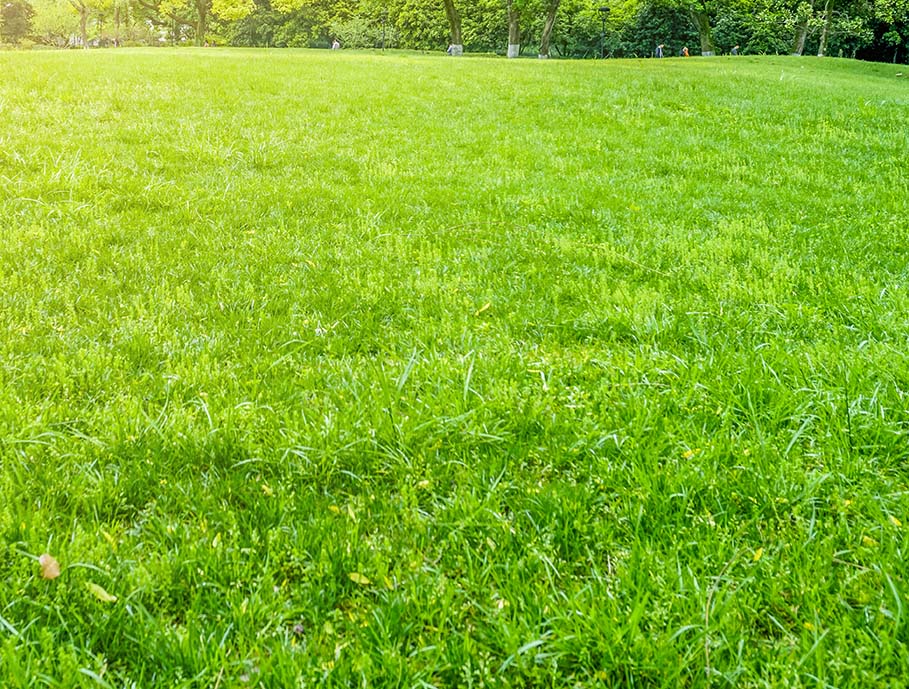 Beautiful green lawn