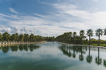 Clean water ways with palm trees 